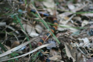 Eastern Coral Snake