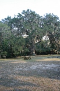 Fairchild Oak_0060