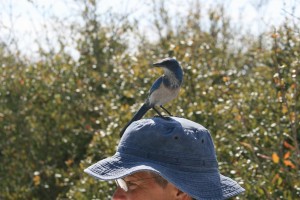 Hat riding FL Jay Comp_0281