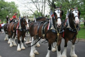 Clydedales Comp_0240