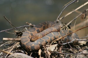 Snake comp_0468