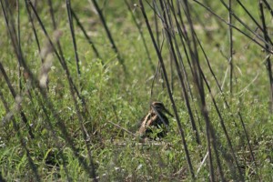 Wilsons Snipe Comp_0174