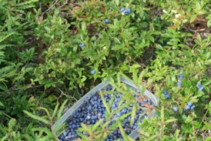 Blueberries comp_0144