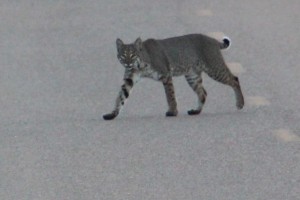 Bobcat Cropped_0484