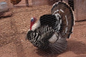 Turkey Comp_1638