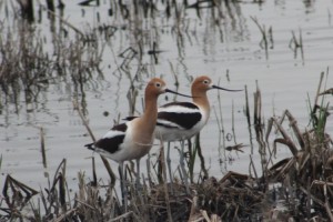 Avocet Comp_2289