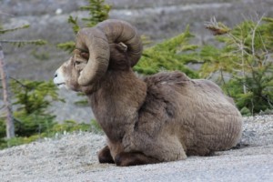 Bighorn Sheep Comp_3434