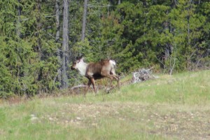 Caribou Comp_3615