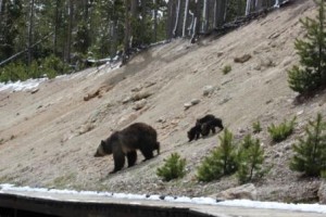 Grizzly n cubs Comp_2522