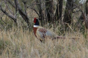 Pheasant Comp_2273