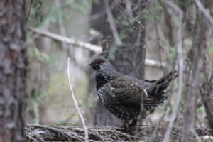 Spruce Grouse Comp_3456