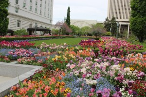 Temple Square Flowers Comp_2241