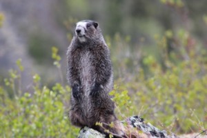 Marmot Comp_4371