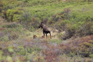 Moose Twins Comp_4388