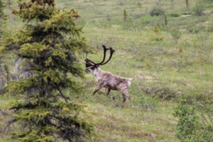 Caribou Comp_4637