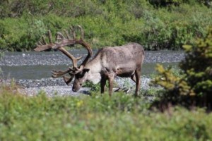 Caribou Comp_5156