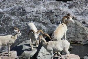 Dall Sheep Comp_5139