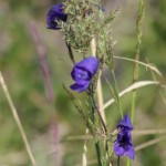 Wildflower comp_5228