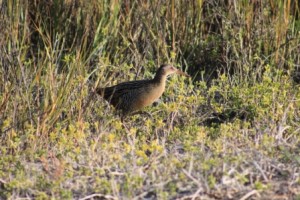 Clapper Rail_comp0532