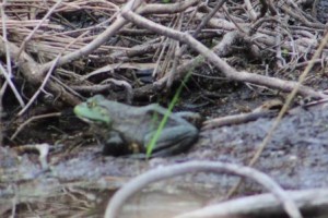 Bullfrog web_0626