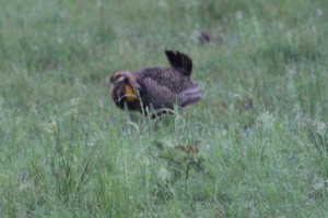 Attwater Prairie Chicken comp_0971