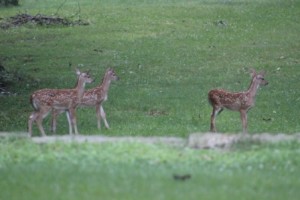 Triplet fawns