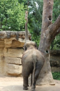 ElephantComp_3624