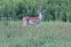 Fawn Comp_2636