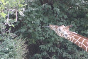 GiraffeComp_3577