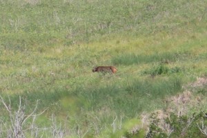 Bobcat Cropped_7047