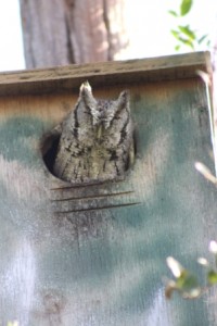 Eastern Screech Owl Comp_5914