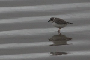 Piping Plover Comp_7202