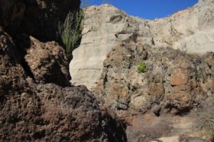 Tuff Canyon Flower Comp_9676