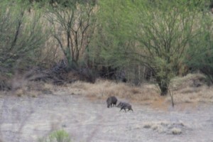 Javelina Comp_0030