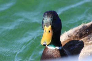 Boat Mallard Comp_1314