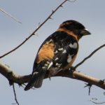 Black Headed Grosbeak