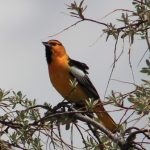 Bullock's Oriole