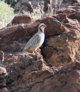 Chukar