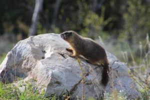 MarmotComp_2195