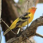 Western Tanager