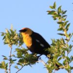 Yellow Headed Blackbird 