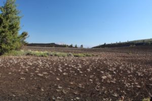 Dwarf Buckwheat