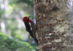 Red Breasted Sapsucker Comp_4074