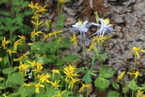 CoColumbineComp_5539