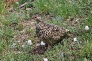 PtarmiginComp_5530